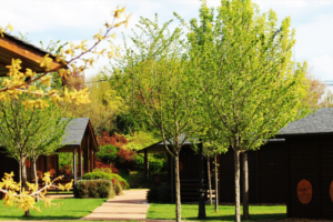Fotografía del Bosque de los Sueños